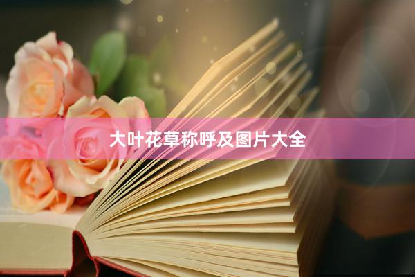 大叶花草称呼及图片大全