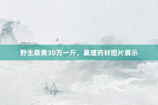 野生桑黄30万一斤，襄理药材图片展示